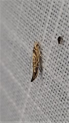 Trachydora chrysodoxa