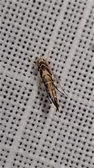 Trachydora chrysodoxa