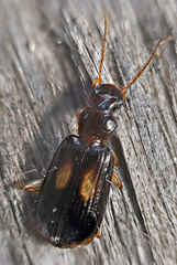 Dromius fenestratus