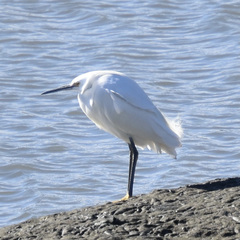 Egretta thula