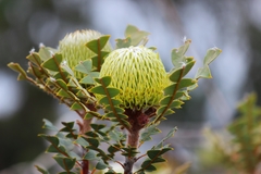 Banksia baxteri
