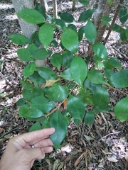 Syzygieae