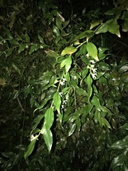 Sarcococca