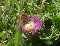 Centaurea pullata