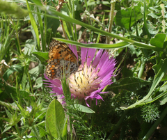Centaurea pullata