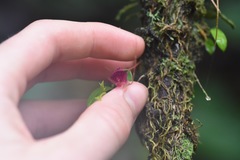 Brachionidium ingramii