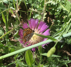 Centaurea pullata