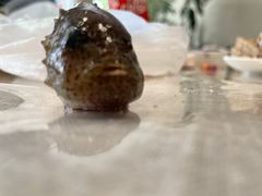 Eumicrotremus pacificus