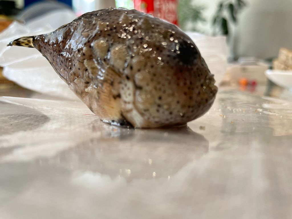 Pacific spiny lumpsucker (Eumicrotremus pacificus) — Cyclopteridae