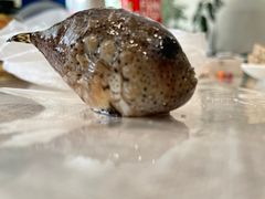 Eumicrotremus pacificus