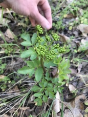 Tauschia kelloggii