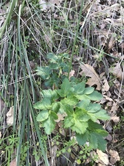 Tauschia kelloggii