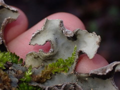 Lobaria hallii