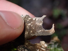 Lobaria hallii