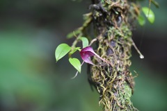 Brachionidium ingramii