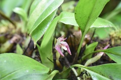 Maxillaria argyrophylla