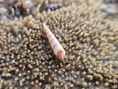 Terebrinae