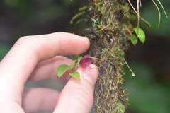 Brachionidium ingramii