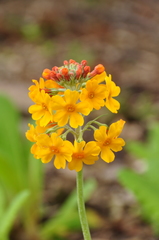 Primula bulleyana