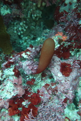 Halosaccion glandiforme
