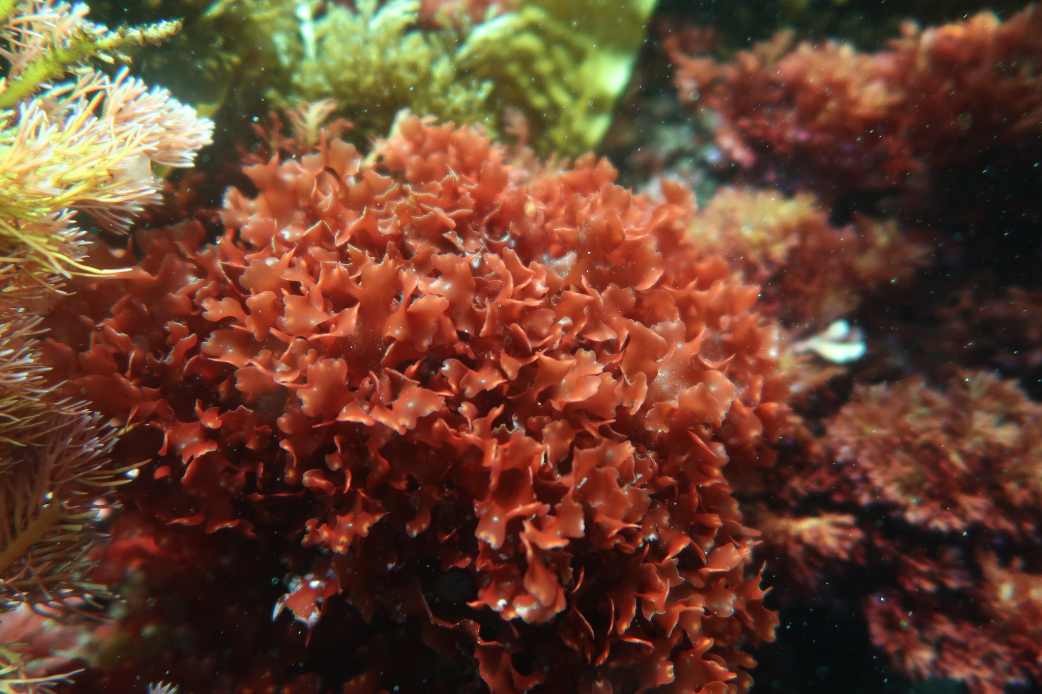 Acrotylaceae