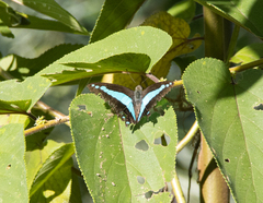 Graphium jugans kawaimitsuoi