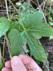 Diplocyclos palmatus