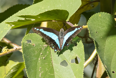Graphium jugans kawaimitsuoi