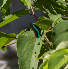 Graphium jugans kawaimitsuoi