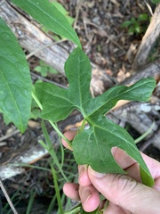 Diplocyclos palmatus