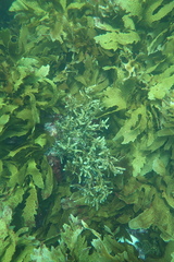 Platythalia quercifolia