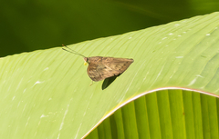 Euthalia aconthea