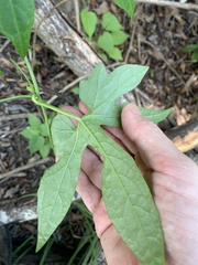 Diplocyclos palmatus