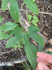 Diplocyclos palmatus