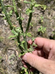 Pterocaulon serrulatum