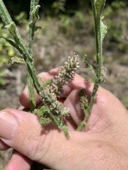 Pterocaulon serrulatum