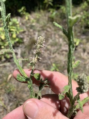 Pterocaulon serrulatum