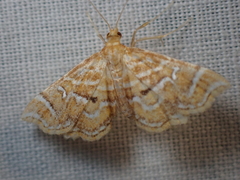 Musotima ochropteralis