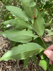 Cryptocarya triplinervis