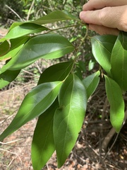 Cryptocarya triplinervis