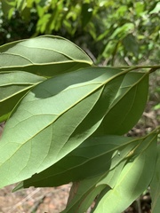 Cryptocarya triplinervis