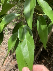 Cryptocarya triplinervis