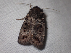 Proteuxoa rubripuncta