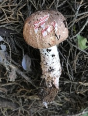 Agaricus brunneofibrillosus