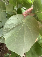 Abutilon micropetalum