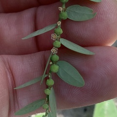 Phyllanthus fraternus