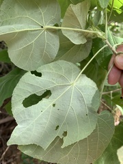 Abutilon micropetalum