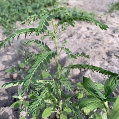 Phyllanthus fraternus