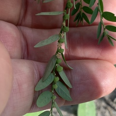 Phyllanthus fraternus