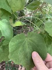 Abutilon micropetalum